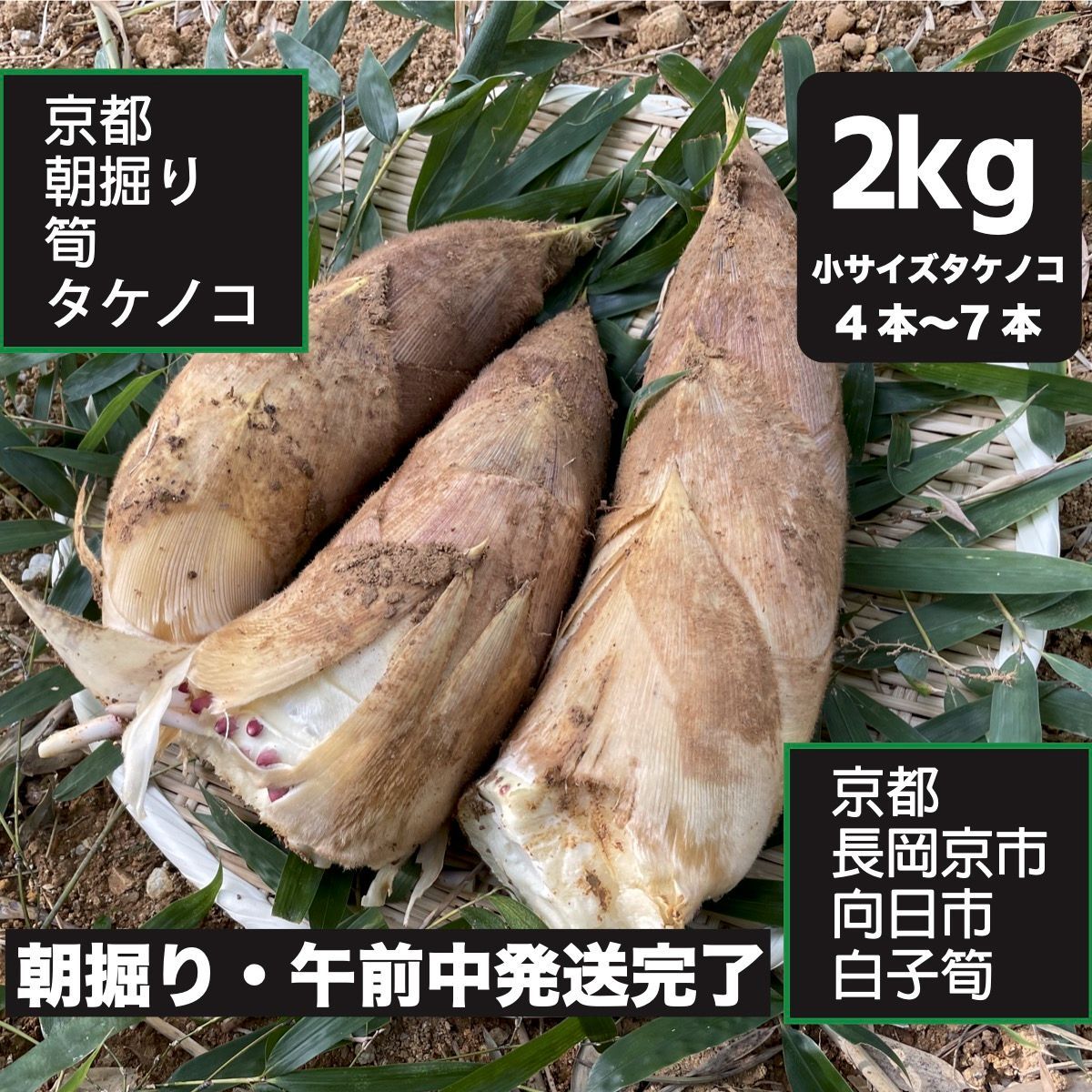 訳あり】【訳あり】VCA1906様 京都山城産 朝掘り白子筍2kgクール便ご