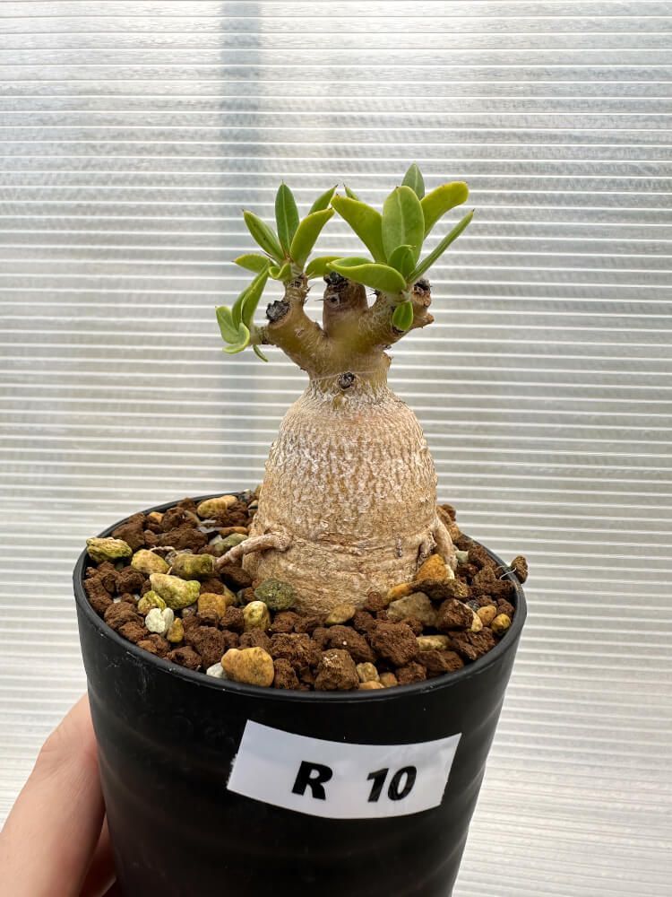 現品限り】パキポディウム・ビスピノーサム【R10】 Pachypodium