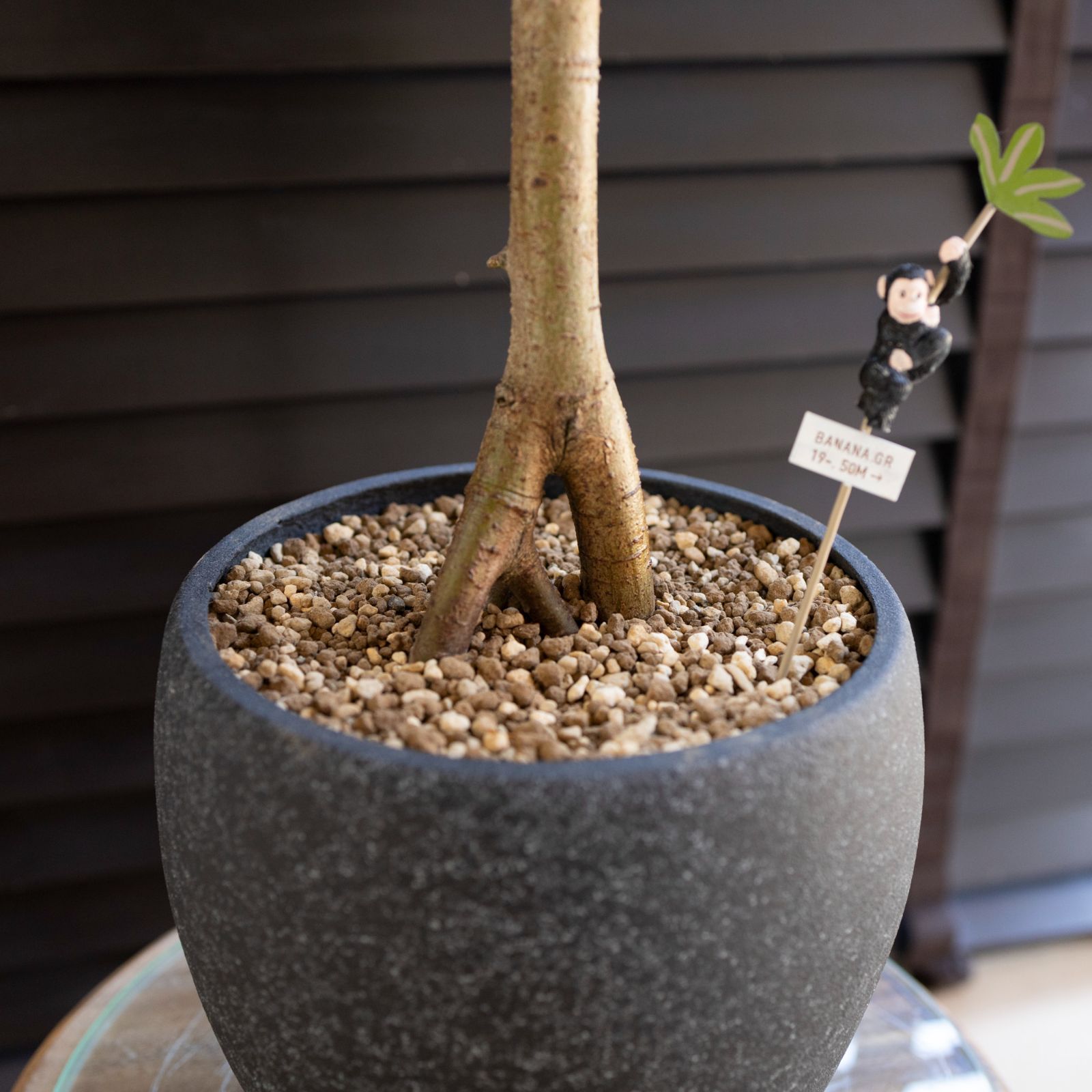 パンダガジュマル 接ぎ木 6号 陶器鉢 ピック付 観葉植物 ガジュマルの