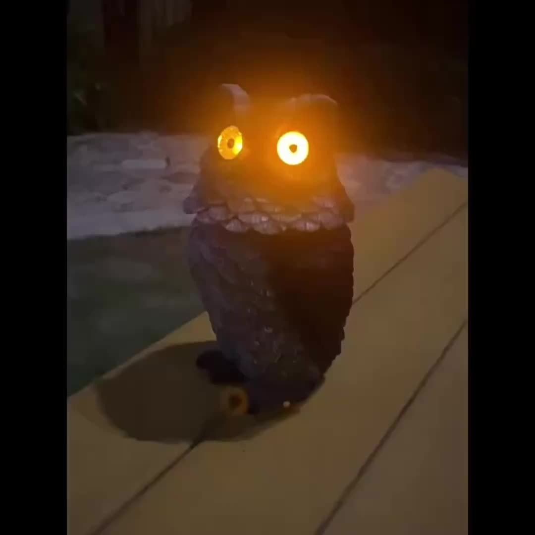 ふくろう 動物