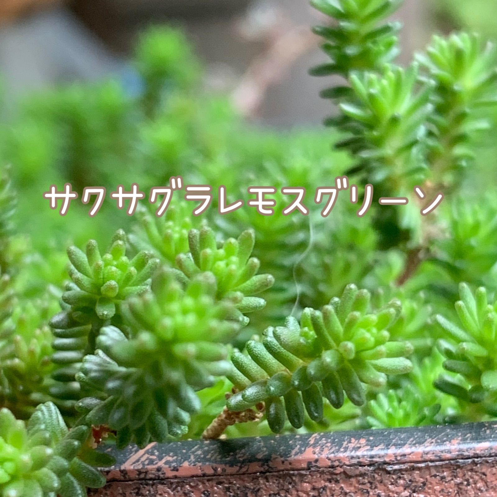 サクサグラレモスグリーン 30カット - その他多肉植物