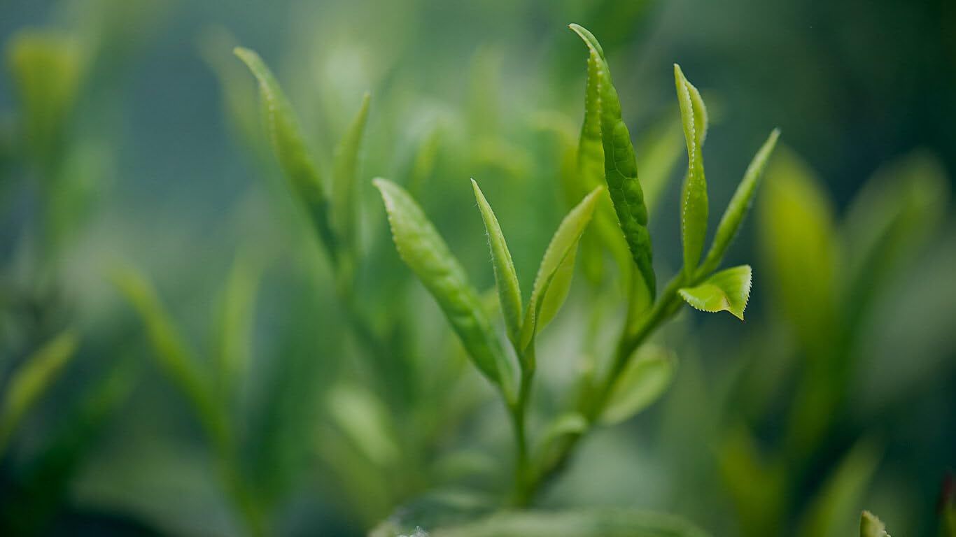 GREEN TEA