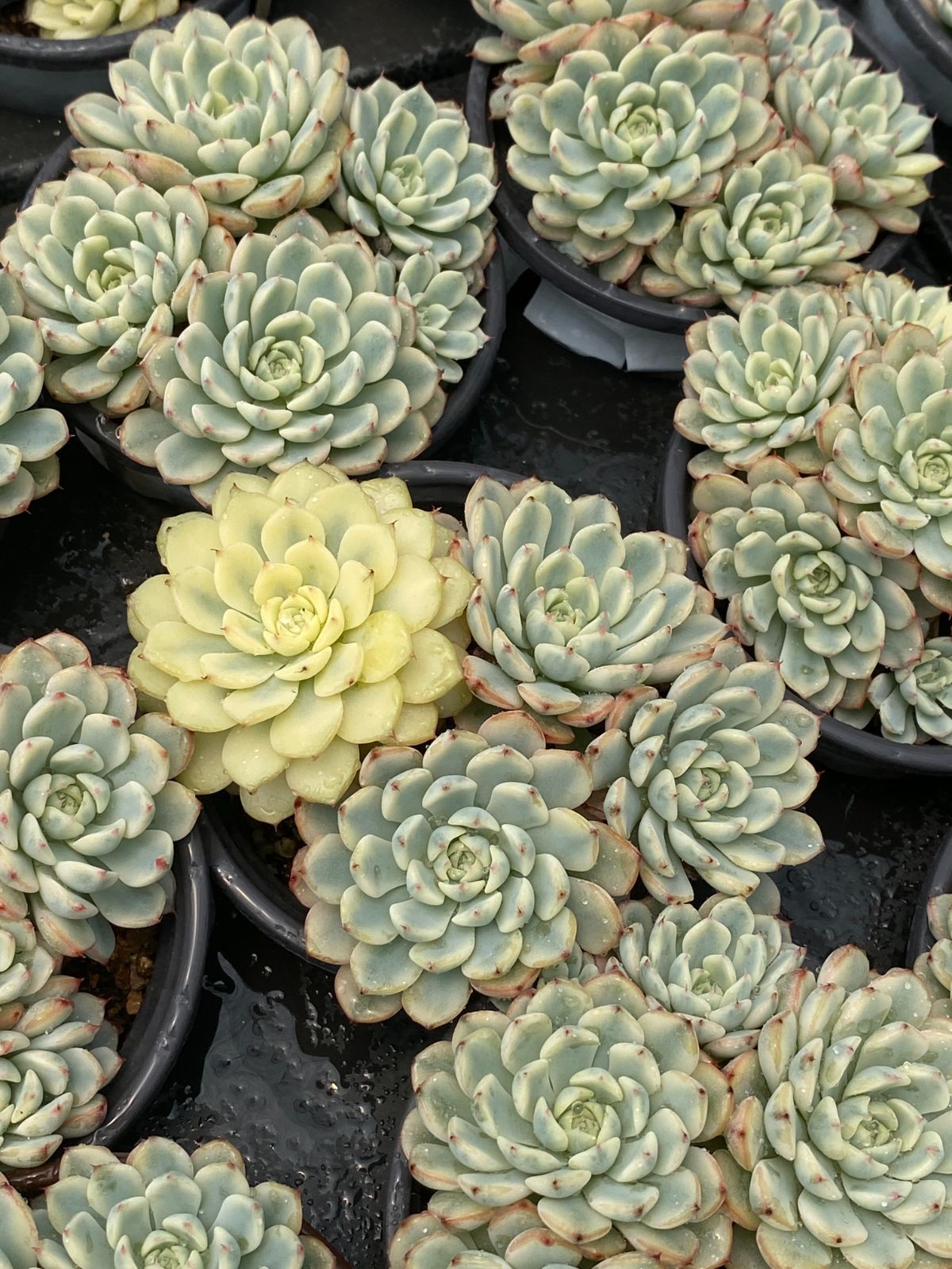 40鉢の抜き苗セット ミニマ錦 多肉植物 佐川急便で発送 エケベリア 韓国苗 CE-503