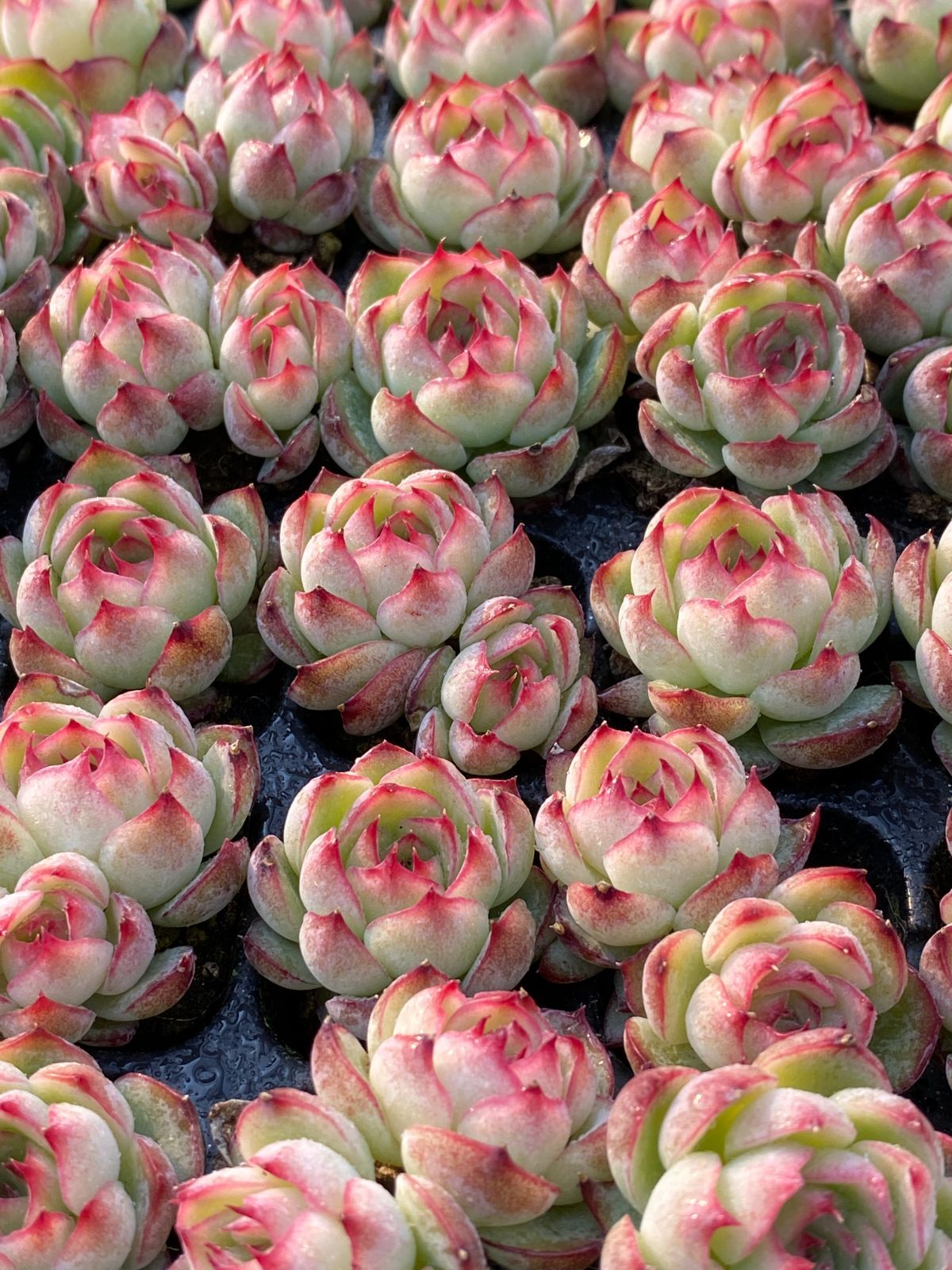 新入荷 ピンク恋歌 鮮やかな105苗セット 土と根付き 多肉植物