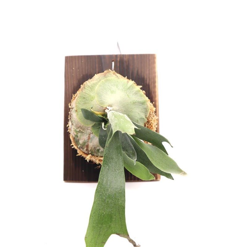 ブルーボーイ　ビカクシダ　L 美品 501712c83f02fc8ba5c20f11d3cf35