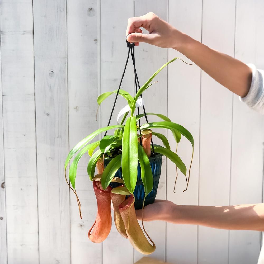 PLANCHU 食虫植物 ネペンテス ベントリコーサ レッド 5号吊り鉢 育て方