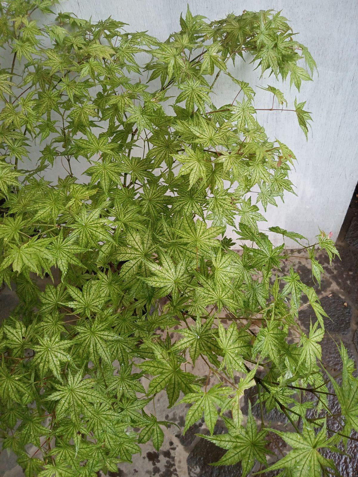 厳選モミジ鴫立沢