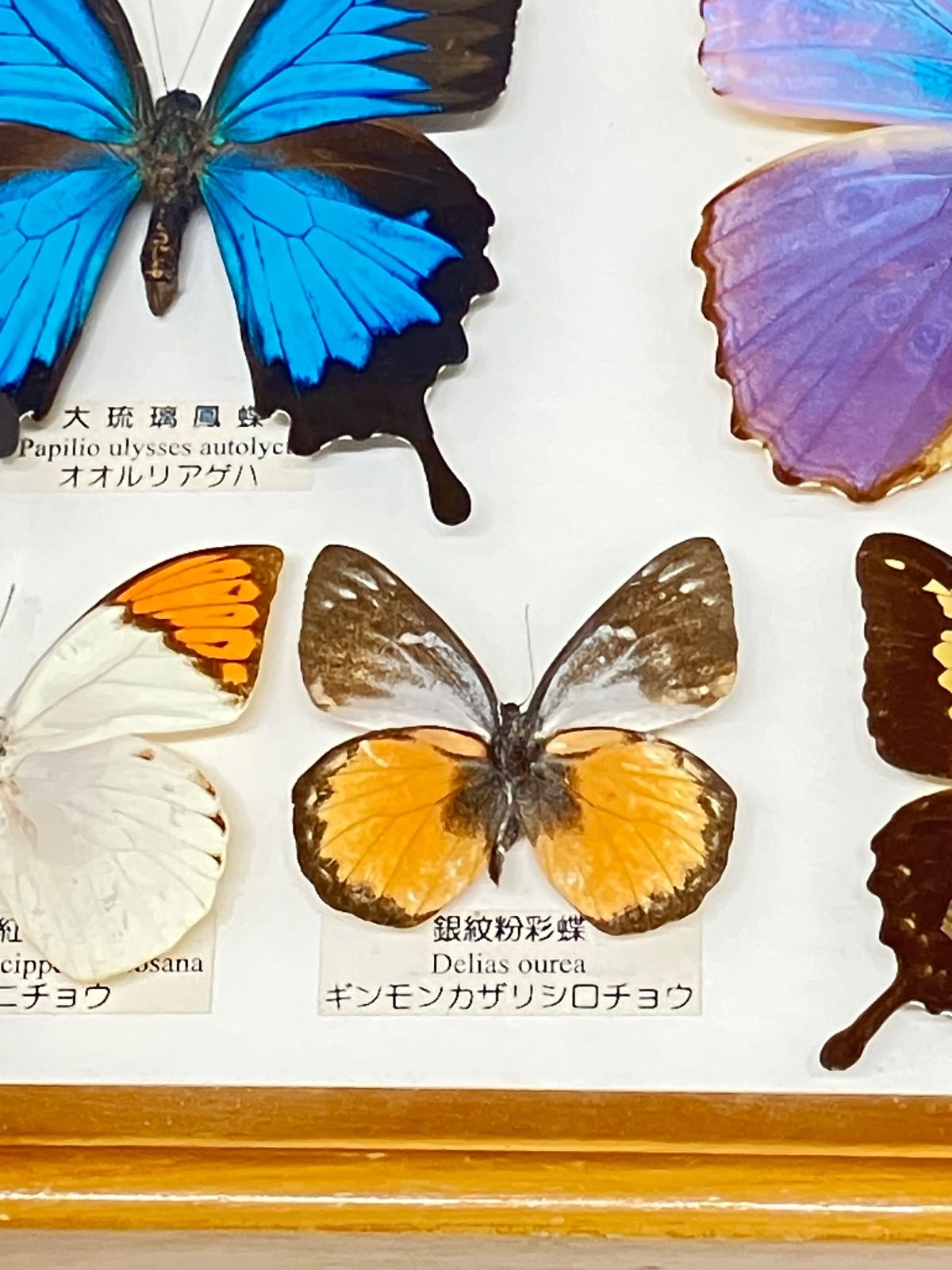 ツマベヤマキチョウ コモンアサギタイマ