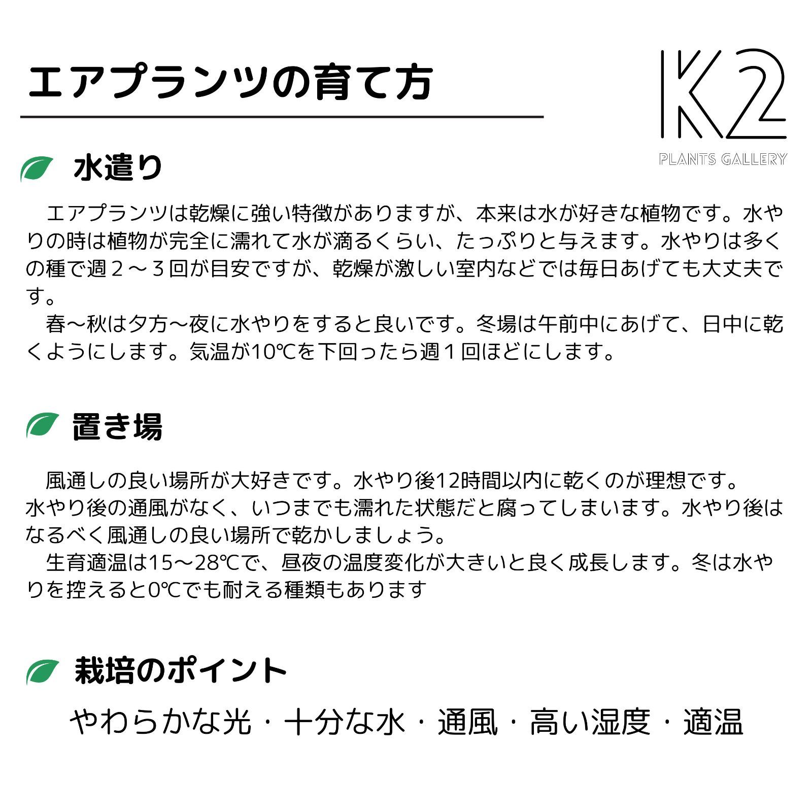 特大エアプランツ おまかせ3種類 エアープランツ チランジア