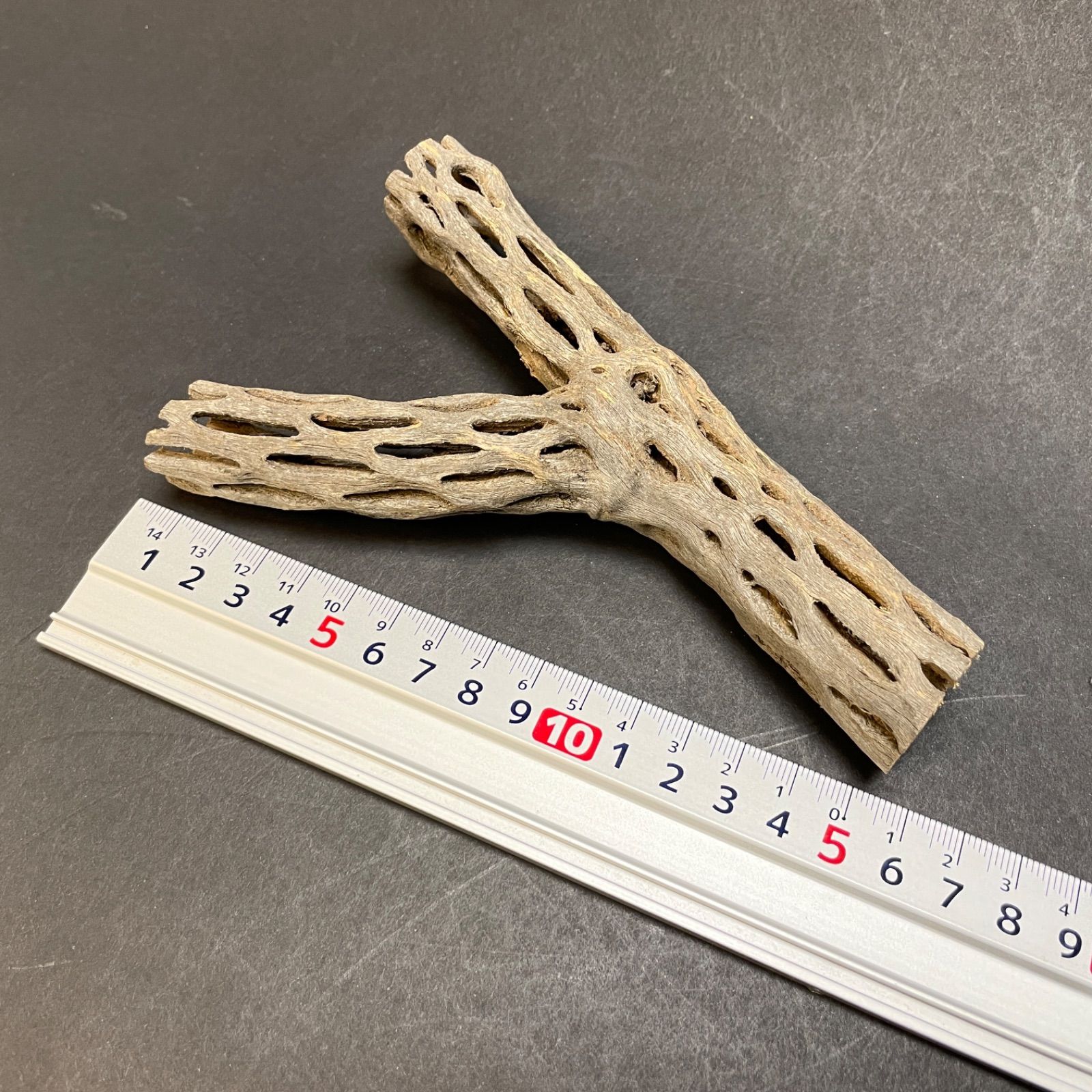Y枝 : 長さ15×最大幅9×最大φ2.8(cm)＊カクタススケルトン1本 (サボテン