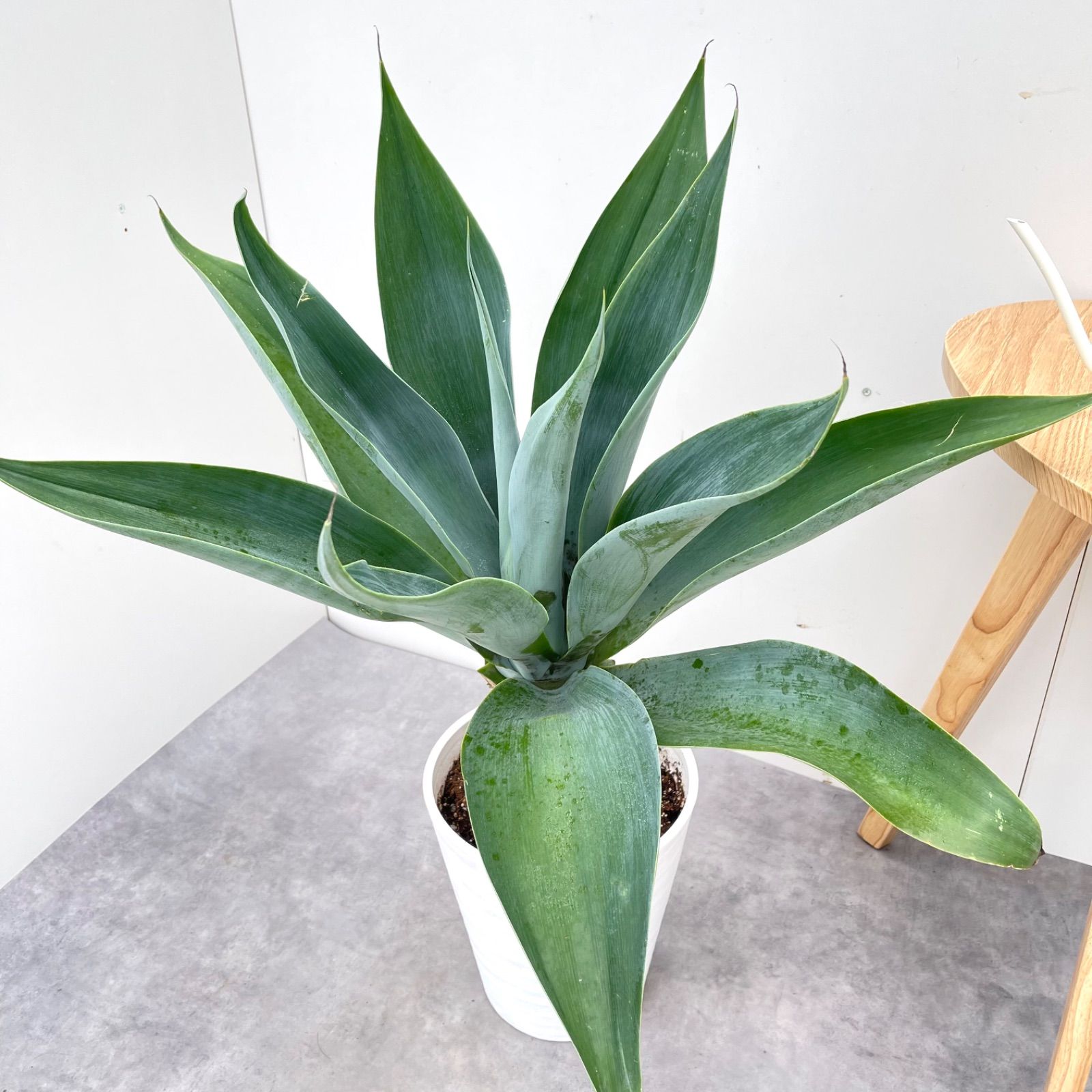 アガベ アテナータ ボーチンブルー 4【現品】☆希少☆ 観葉植物 大型