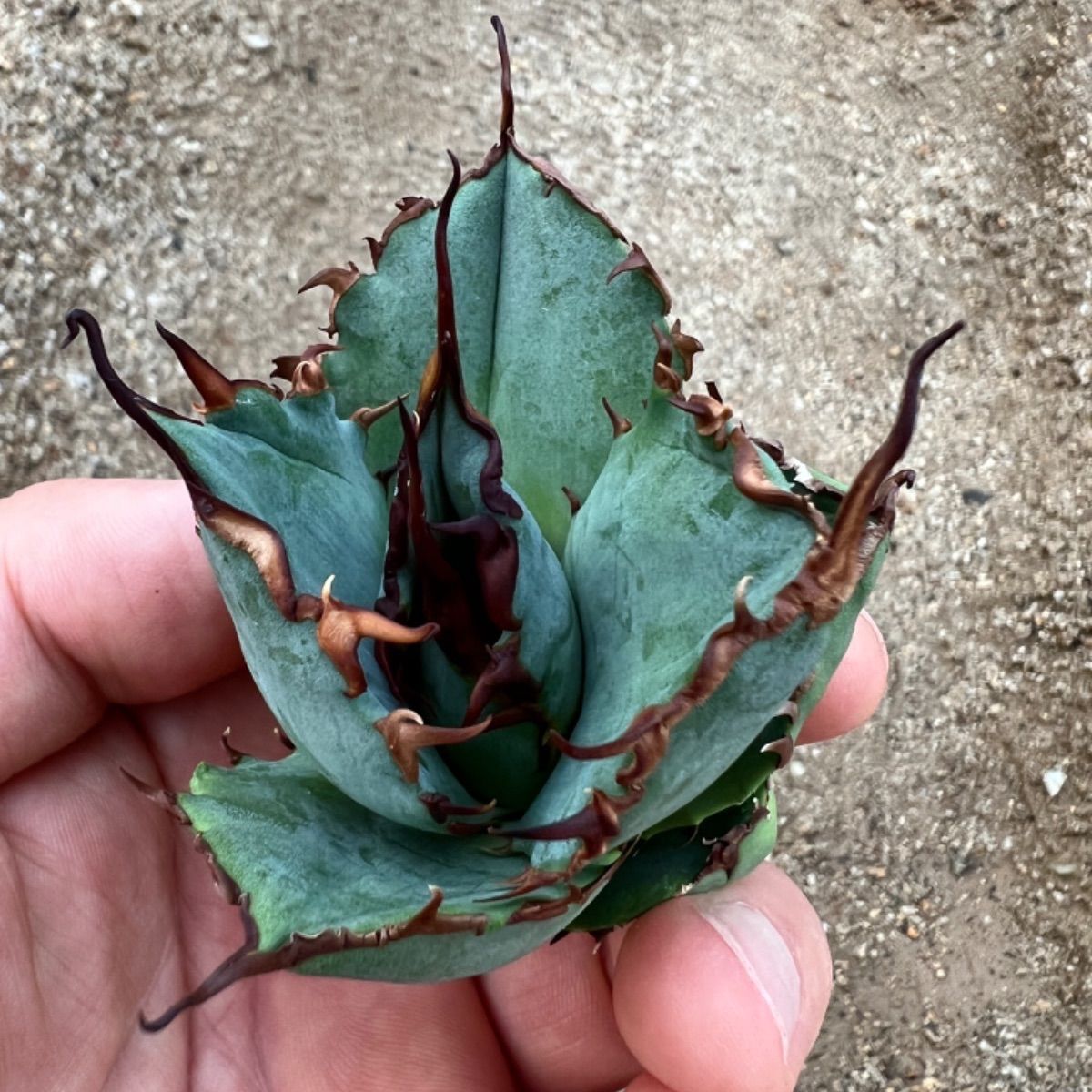 アガベ白鯨 40年前日本に入って来た最初の選抜株のひ孫株 - 植物/観葉植物