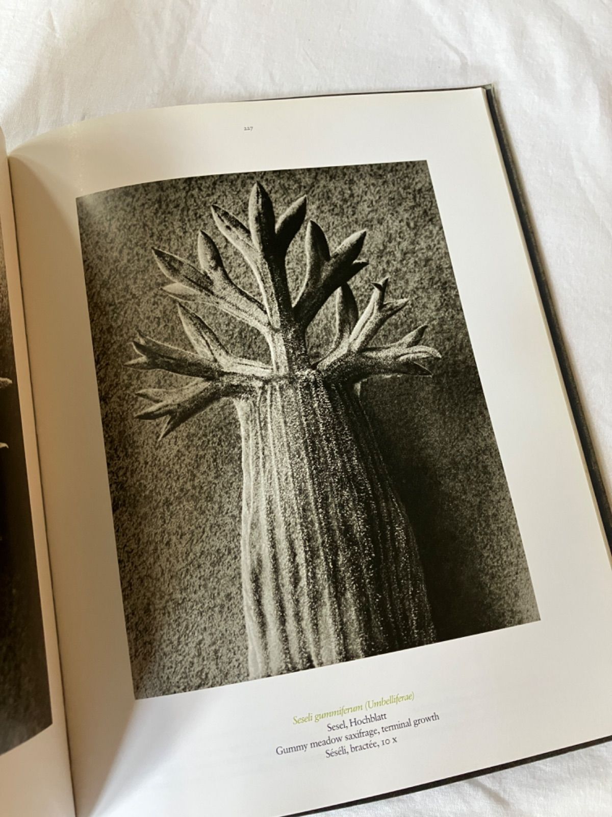 KARL BLOSSFELDTカールブロスフェルト 写真集 Karl Blossfeldt 写真 | カール・ブロスフェルト |本 | 通販