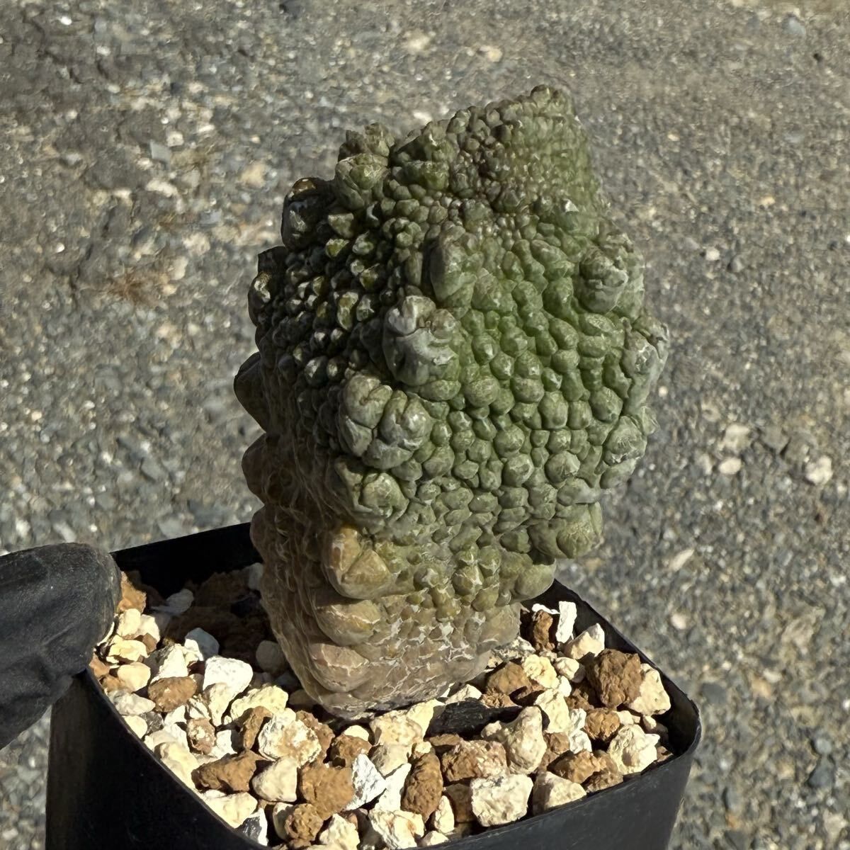 ☆M239☆ 珍品 プセウドリトス ハラルドヘラヌス 抜き苗発送【速達付】 03 Pseudolithos harardheranus プセウドリトス