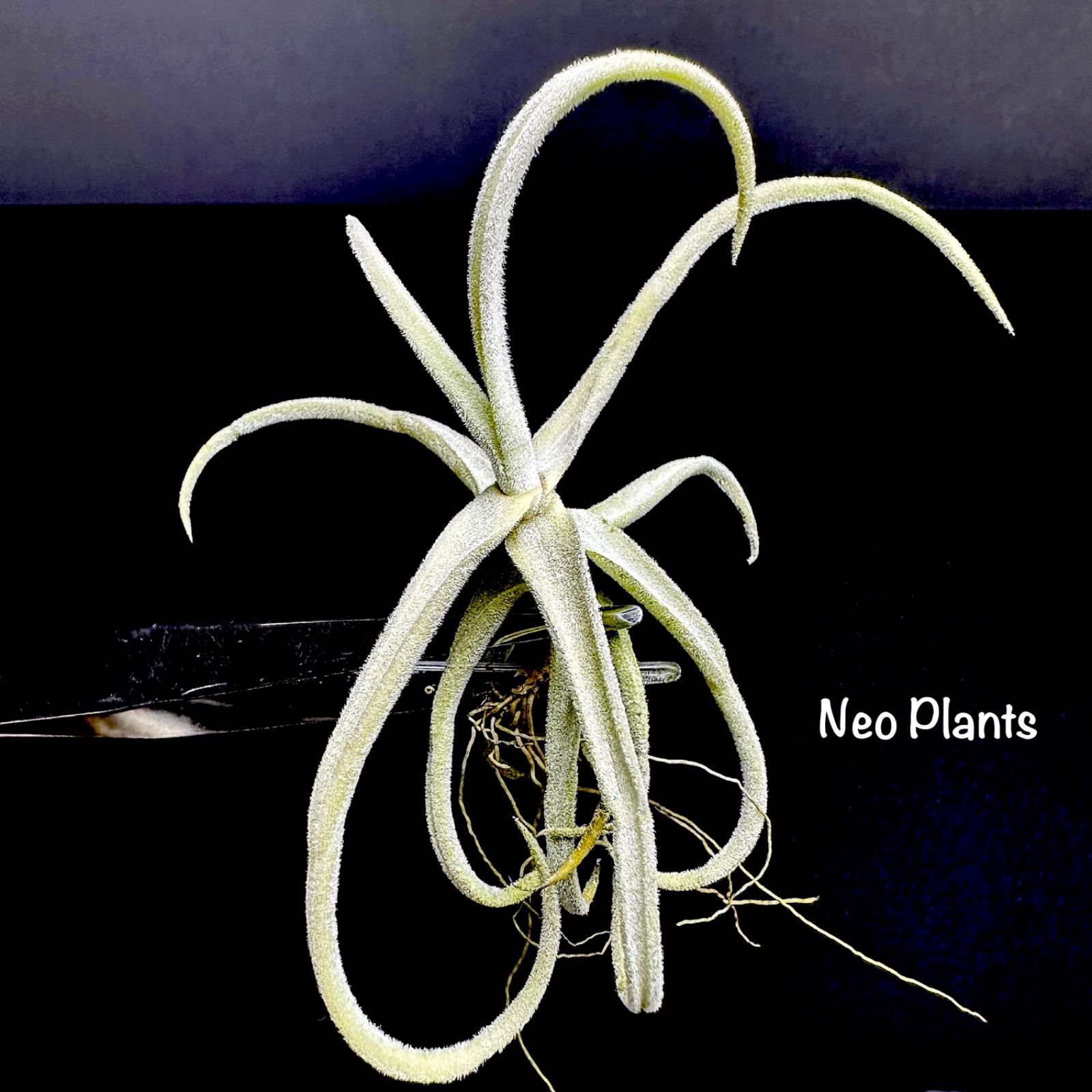 ビカクシダ/P.willincki'月光爪哇'/子株OC②