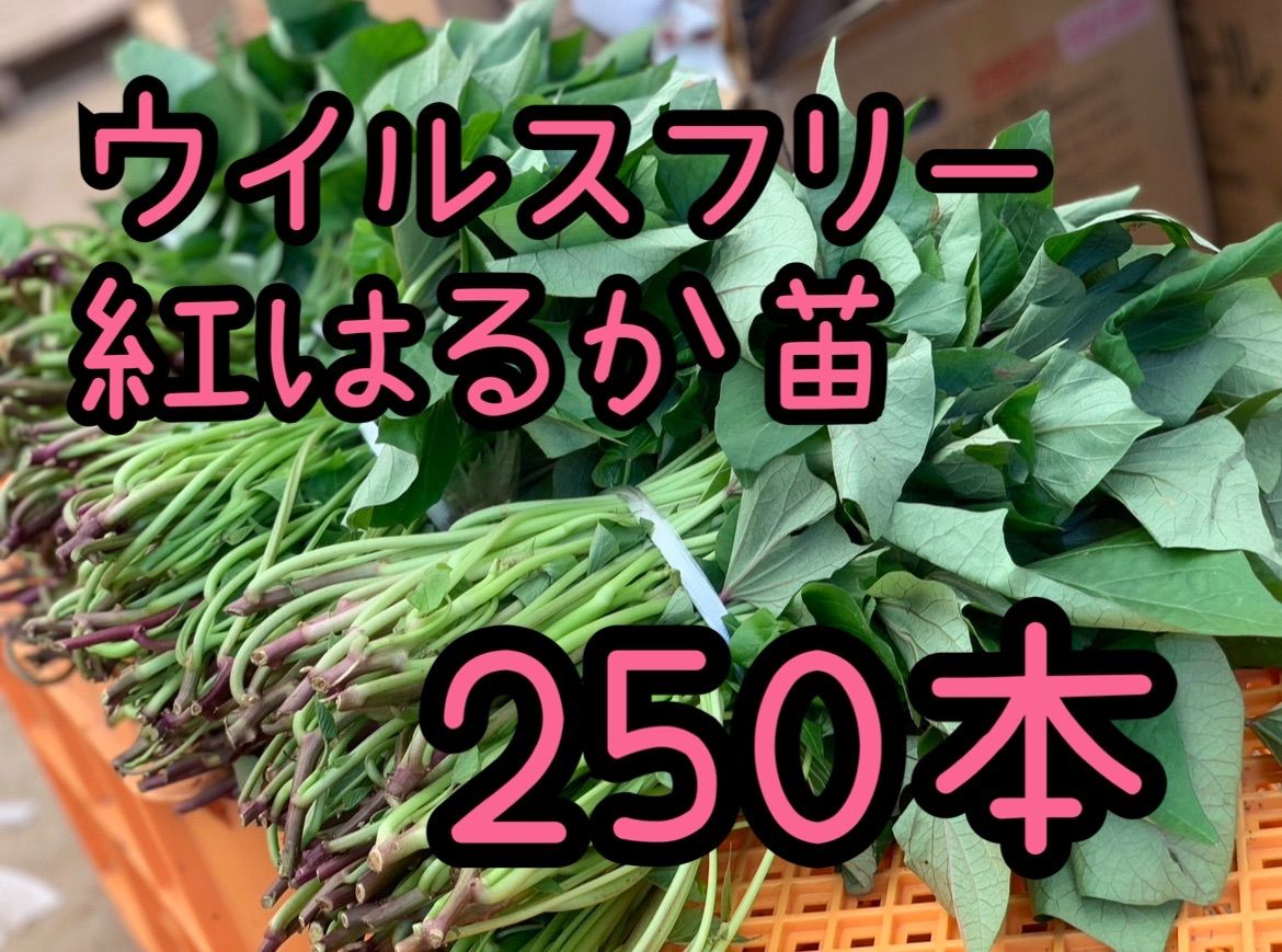 予約受付中 紅はるか苗 ウイルスフリー 250本 5月上旬から発送開始
