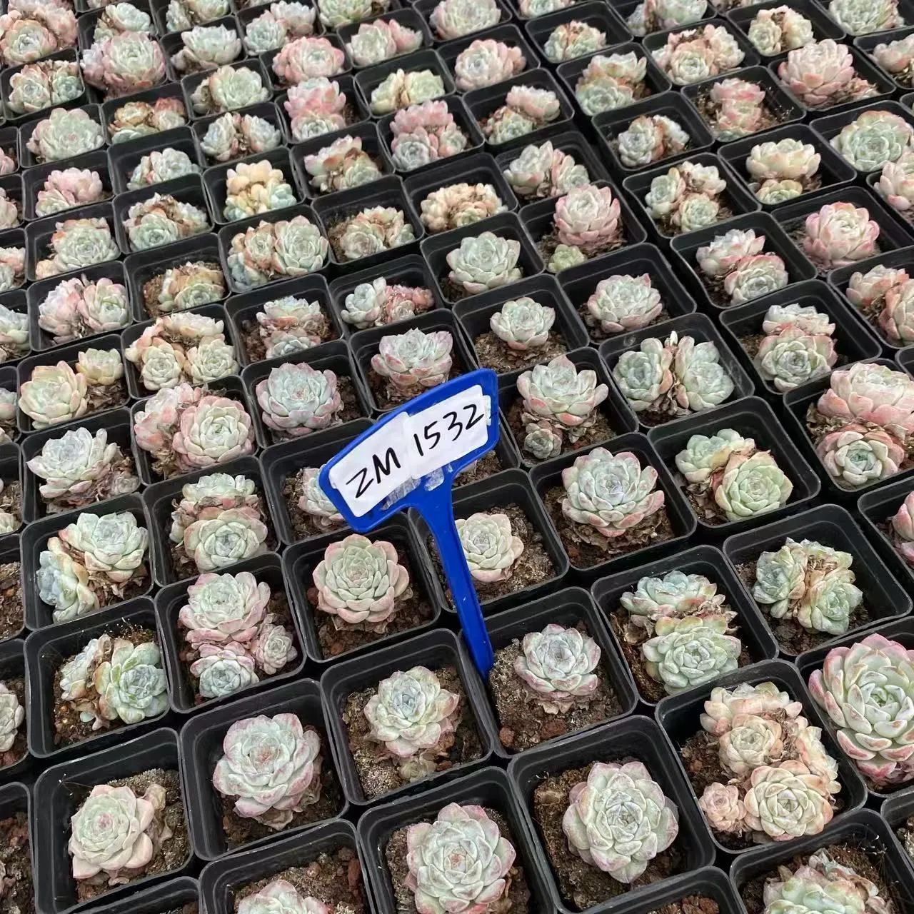 多肉植物　抜き苗　シルエット エケベリア シルエット（抜き苗） | 多肉植物のネットショップ ST Farm