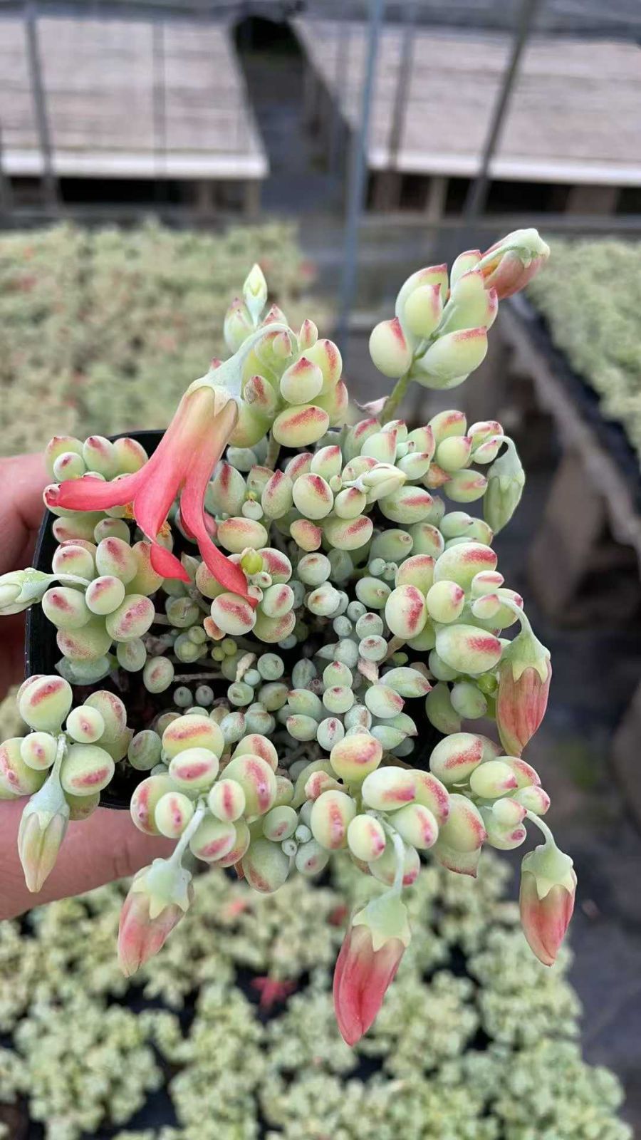 HOYA ノバゴースト3号 250902 | その他観葉植物