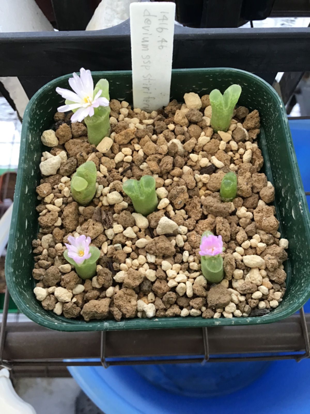レア❗️多肉植物 コノフィツム サブテラネウム