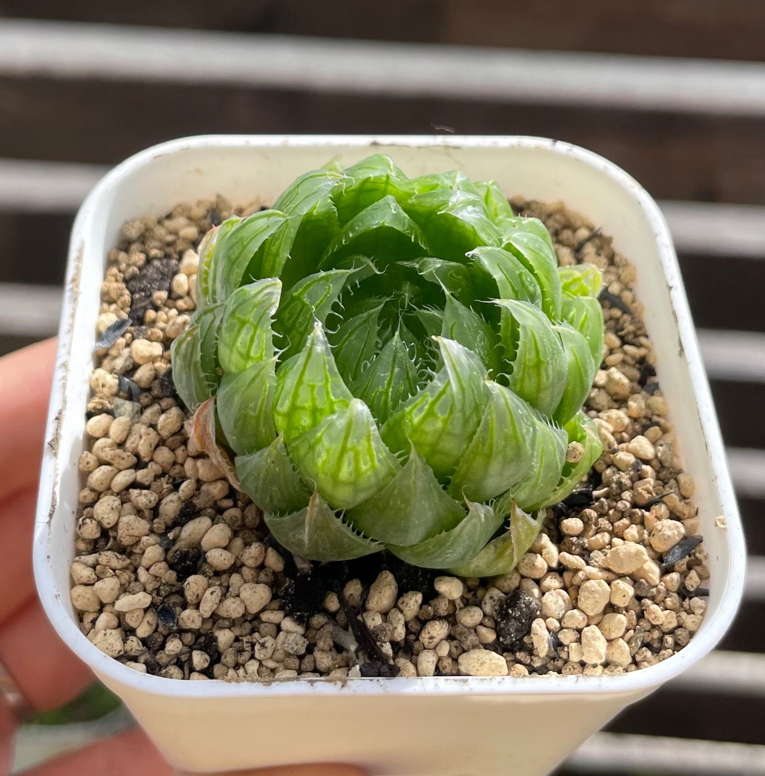 多肉植物 ハオルチア 桜水晶 親株