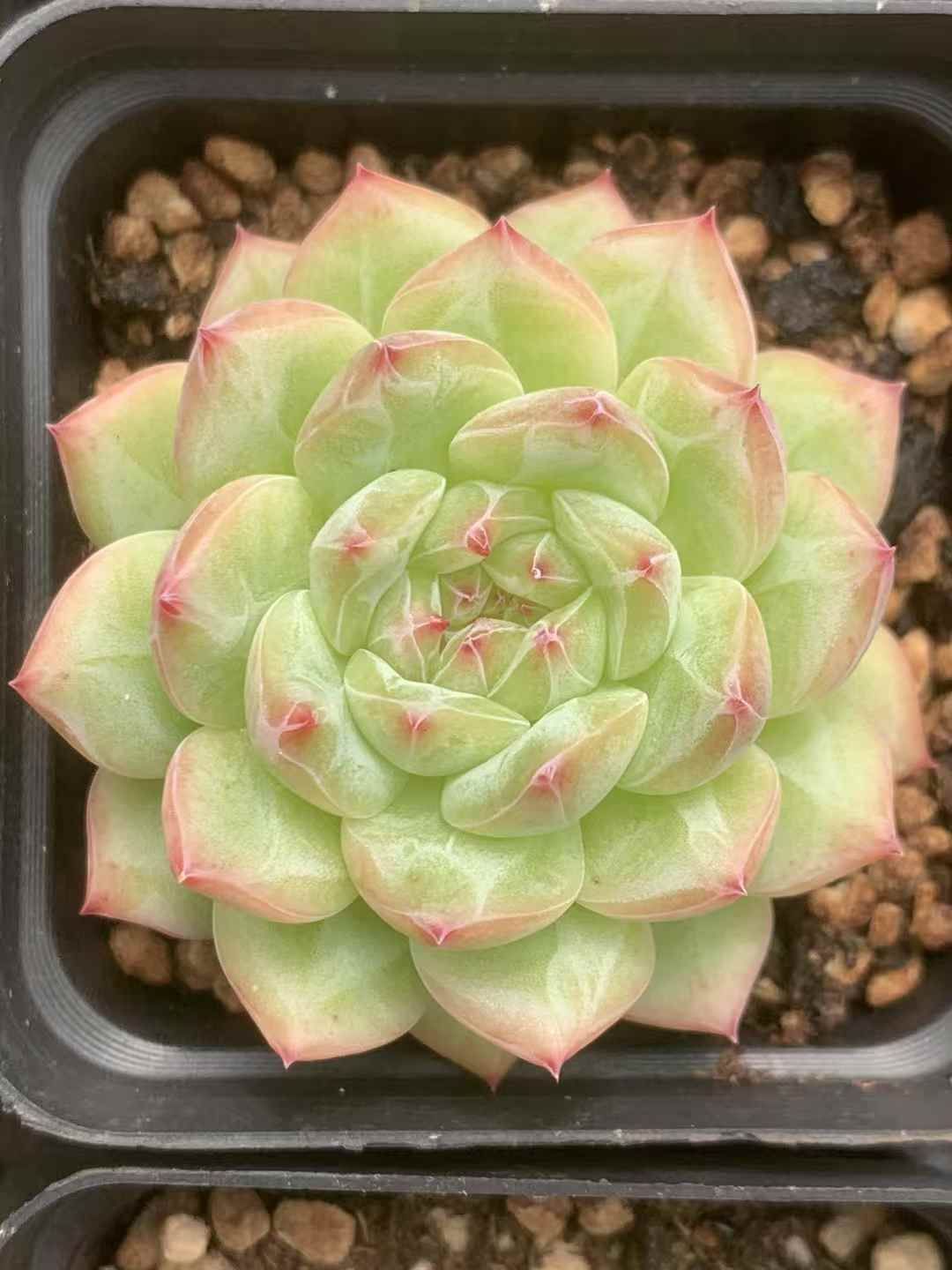 LX81×54 カンヒ 抜き苗 多肉植物 アエオニウム エケベリア 韓国苗