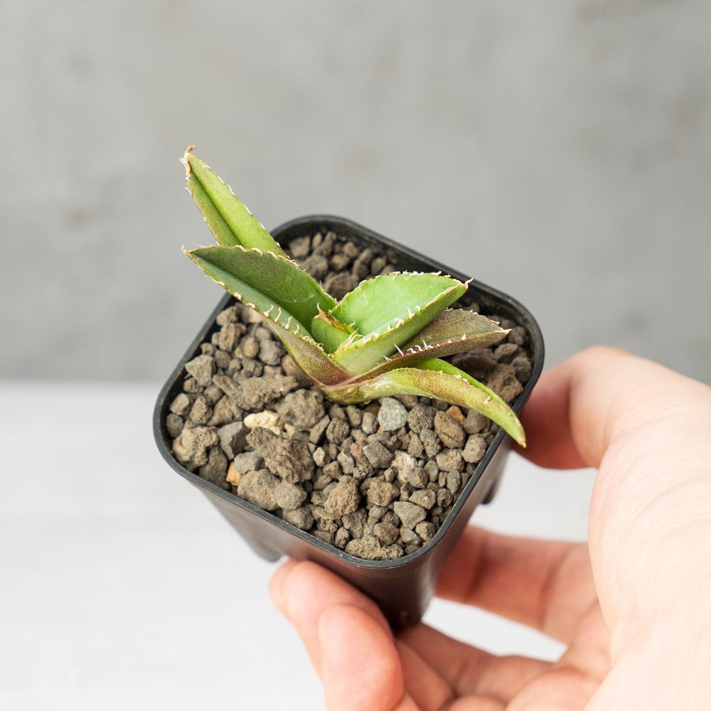 アガベ　阿修羅　NO,4 現品お届け】アガベ 4号 チタノタ 阿修羅 Agave titanota 'Ashura