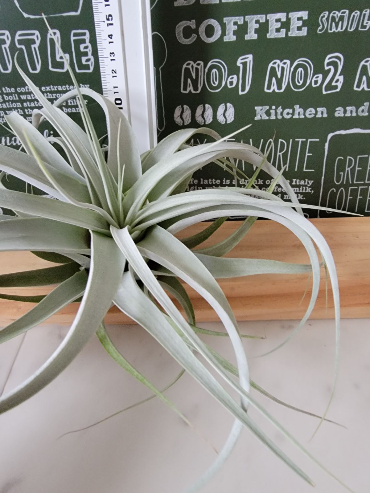 エアープランツキセログラフィカ3株131415番 エアプランツ