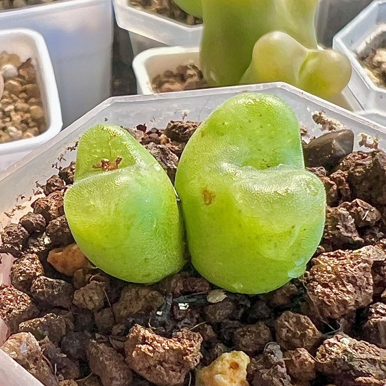 コノフィツム フォエニセウム 大苗 2頭 SH1212 Conophytum
