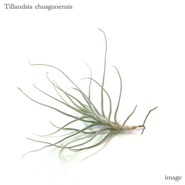 ☆エアープランツ:チランジア:T. chusgonensis