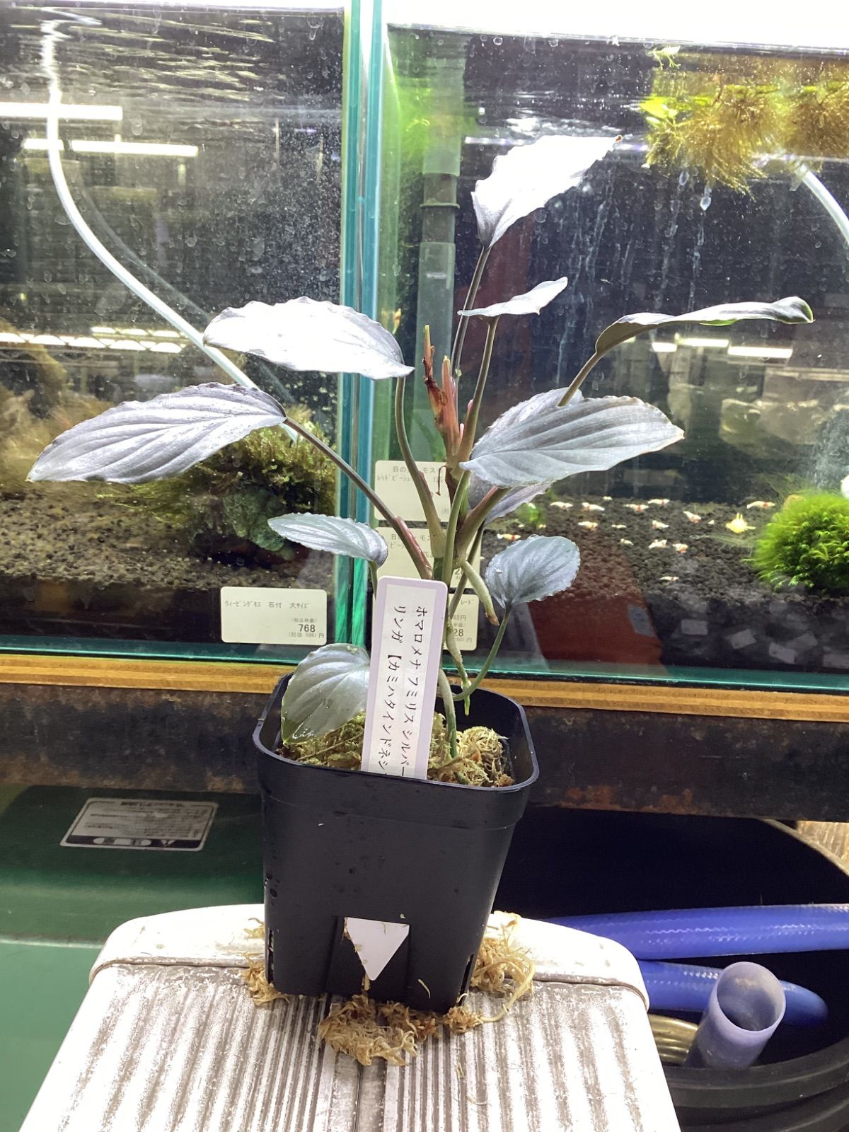 ホマロメナ フミリス シルバー リンガ 2024年 カミハタ インドネシア便