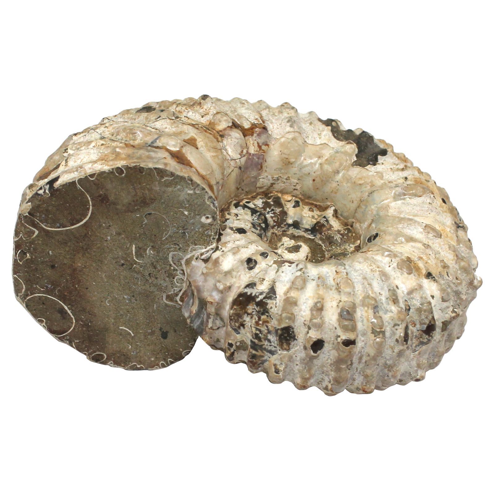 極厚67mm・752g】アンモナイト 化石 標本 マダガスカル産 12cm 肋が