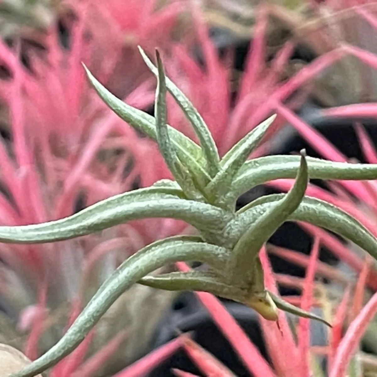 チランジア レクタングラ Tillandsia rectangulaエアプランツ - メルカリ