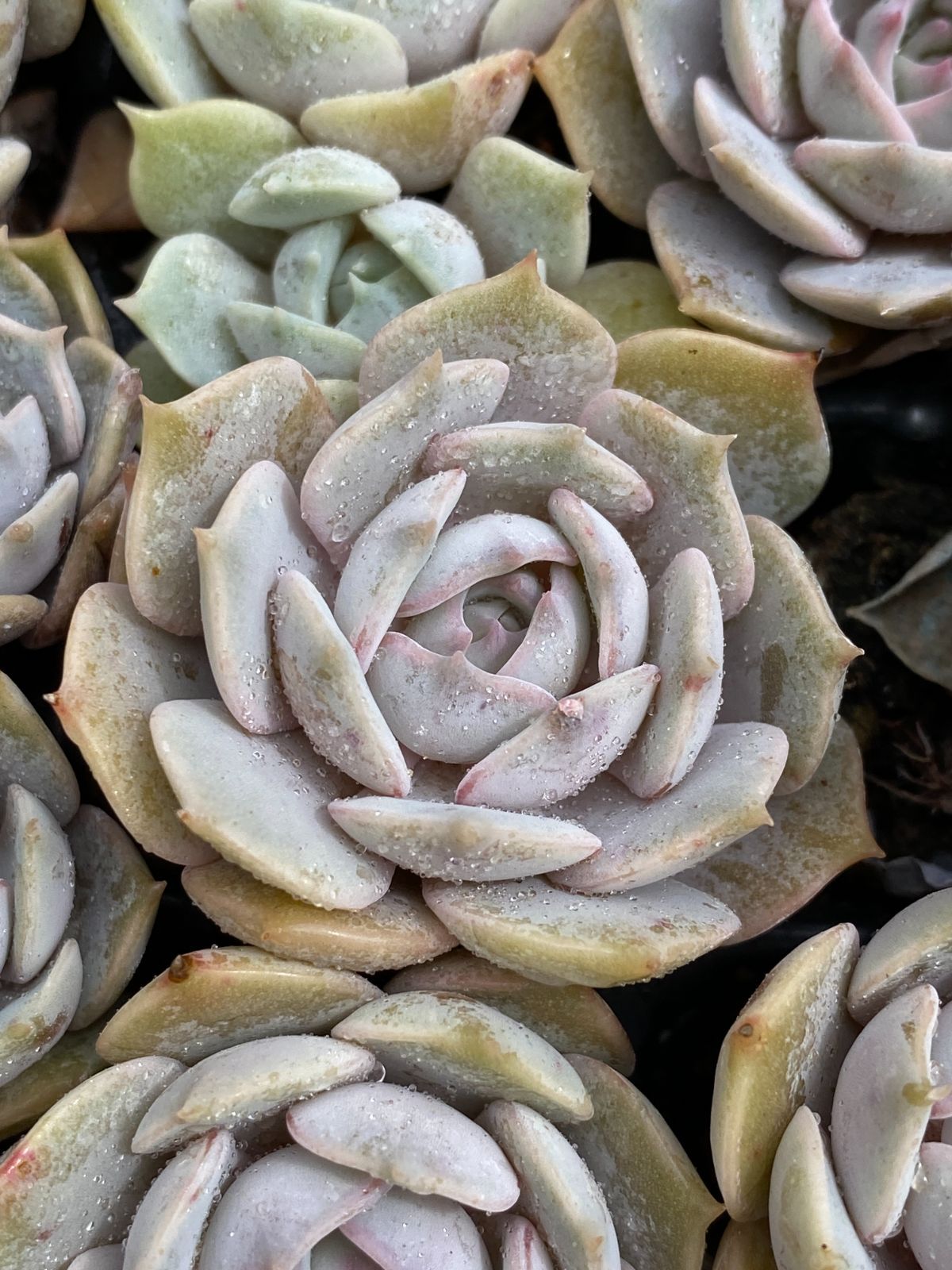 亀井浩美作 幻彩琳 朝顔文 茶碗 共箱 栞付 茶道具 節約