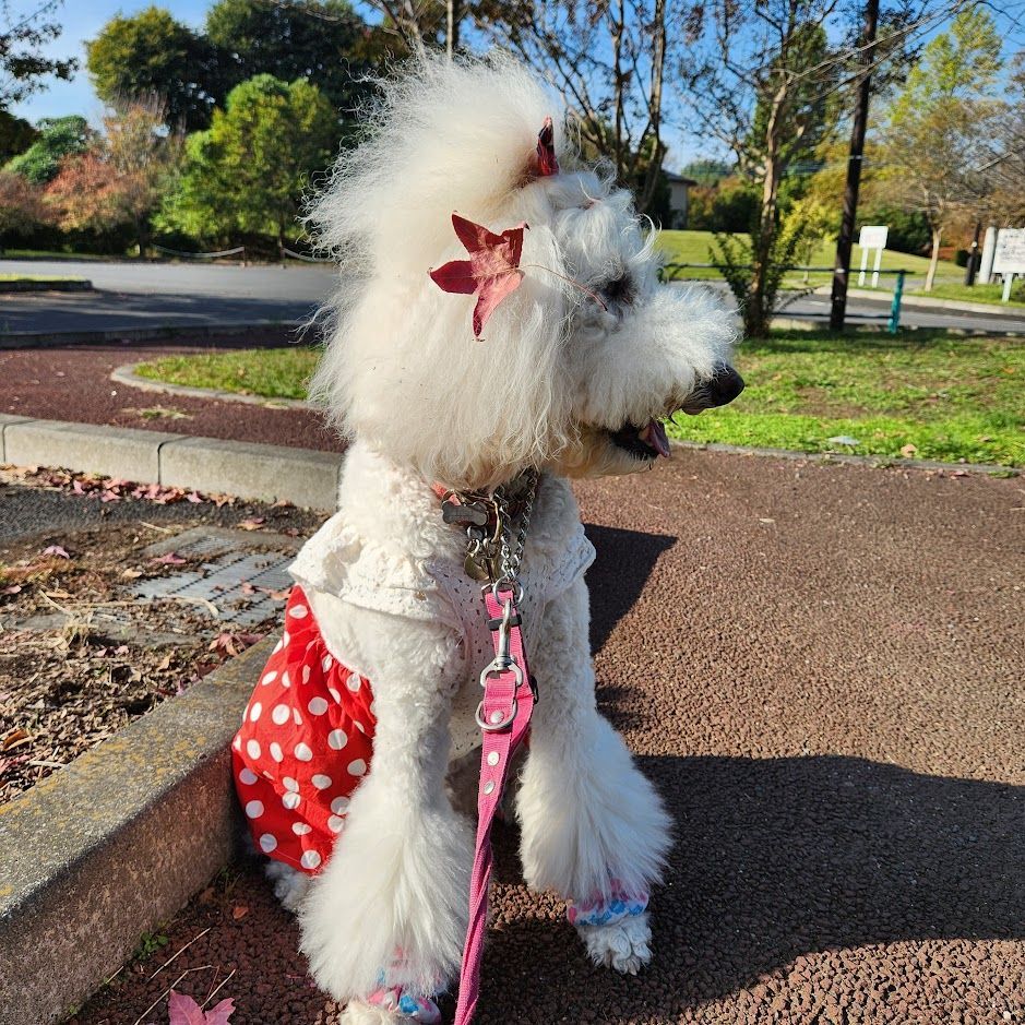 犬服☆ハンドメイド☆ワンピース☆4着✩.*˚ ハンドメイド 犬服 ワンピース 4L スタンダードプードルなど