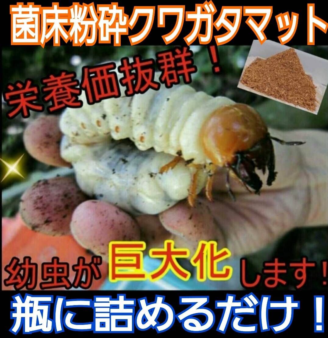 クワガタ幼虫が巨大化します！ヒマラヤひらたけ発酵マット！菌糸瓶より 