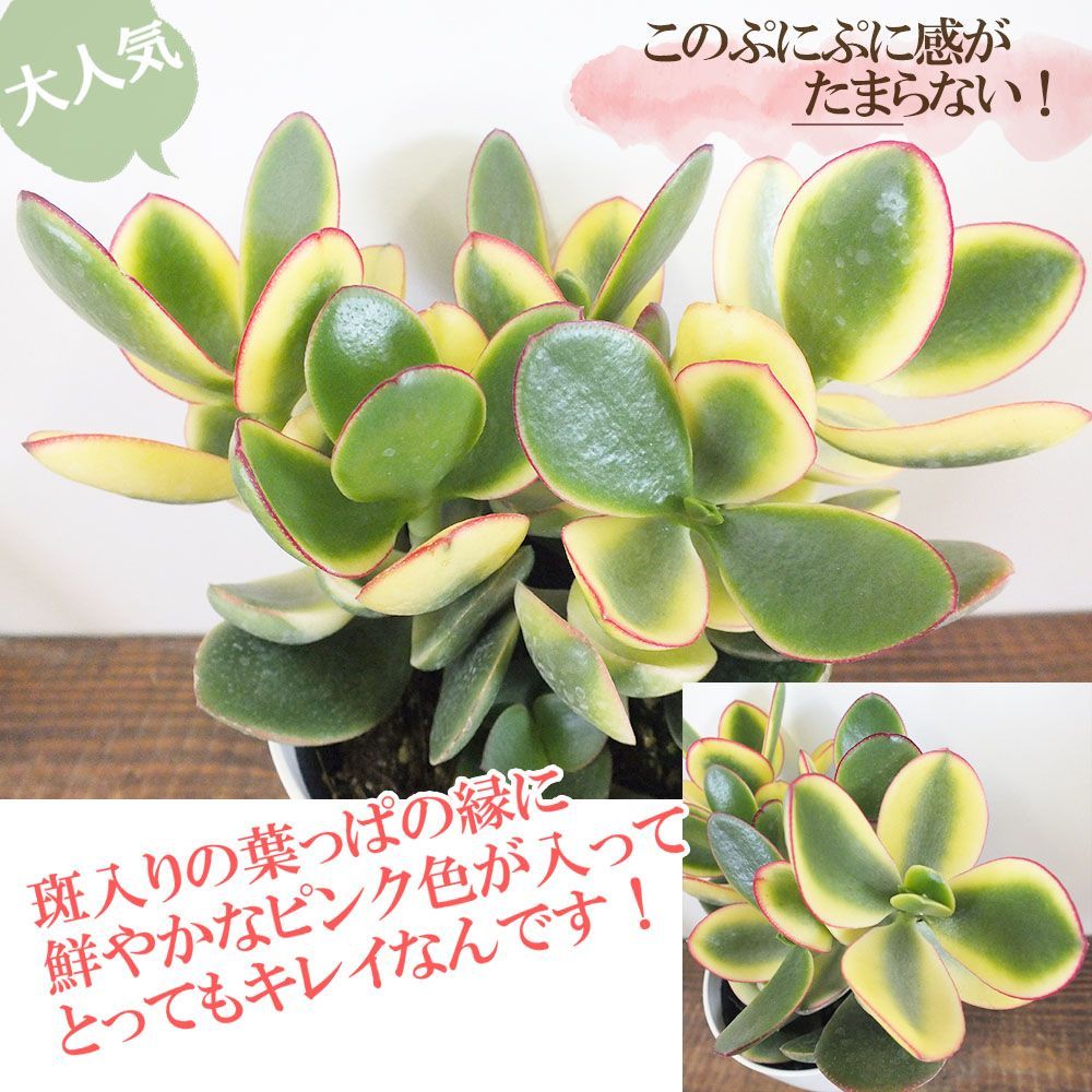 観葉植物 お中元 金のなる木 斑入り 大判 4号 白プラスチック鉢 黄金花