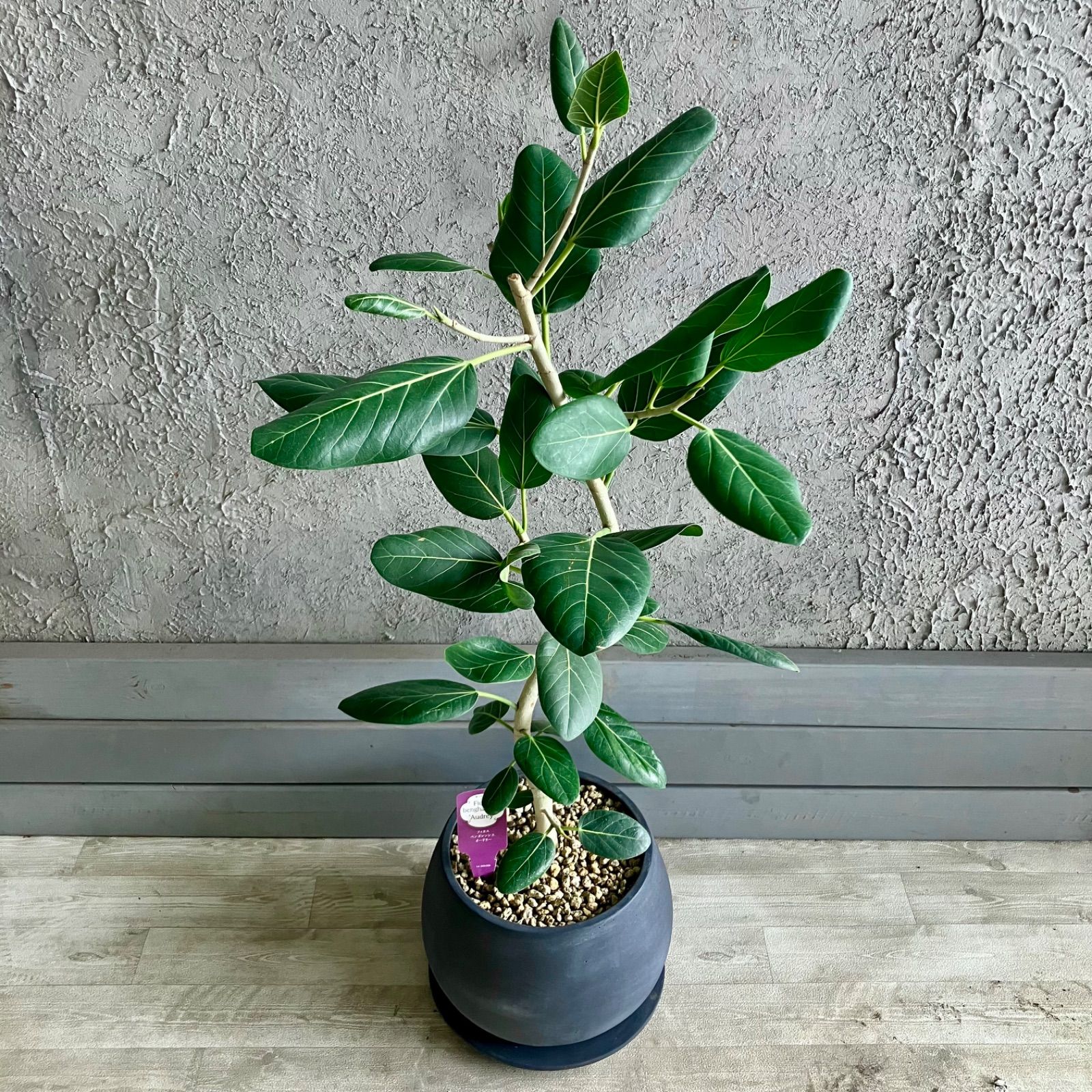厳選された植物と鉢 美形