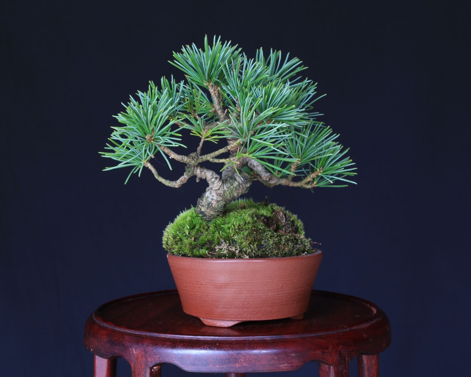 那須五葉松 実生 ミニ盆栽 泰寿園 Online 現品 盆栽 松柏 室内 鑑賞 趣味 卓上盆栽 盆栽鉢 グリーン 和 ギフト プレゼント 贈答品 敬老の日 記念日 お祝い 5