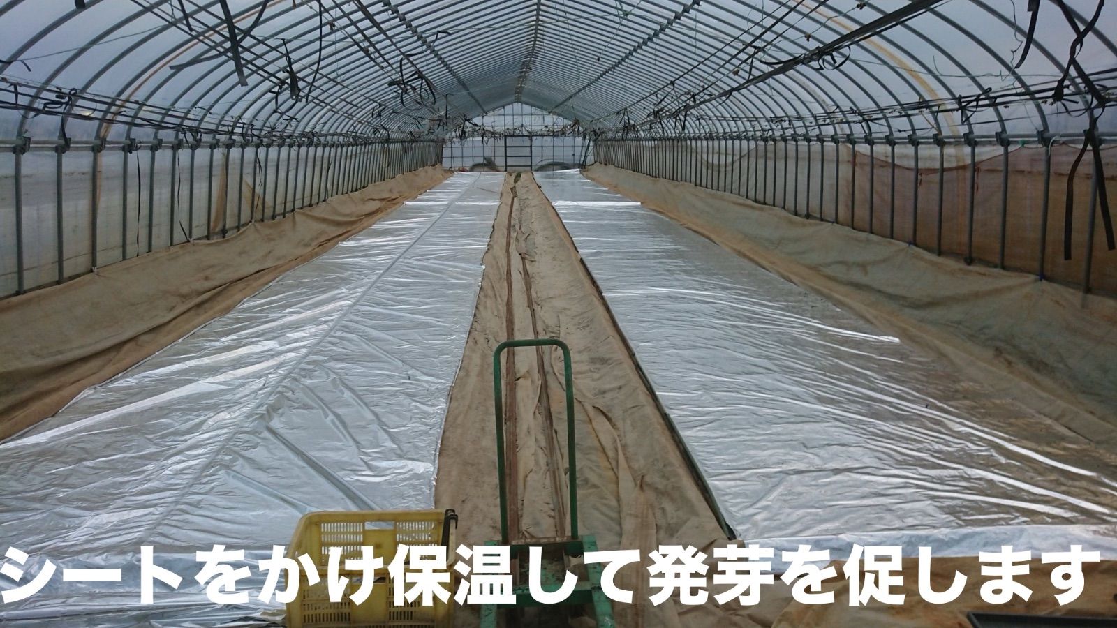 米 新之助