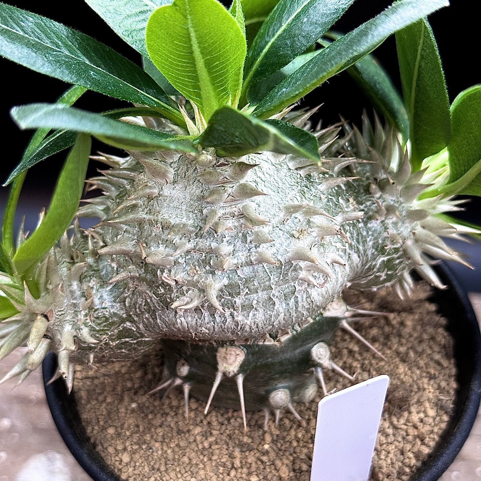 3.5号】パキポディウム 白花恵比寿笑い レウコキサンツム ラメリー接ぎ