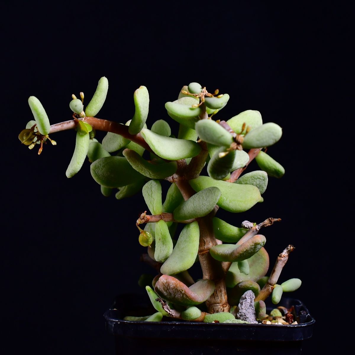 ケラリアピグマエア実生♂ CHUBBY PLANTS | Ceraria pygmaea 実生5年 目視して見える部分の塊根は