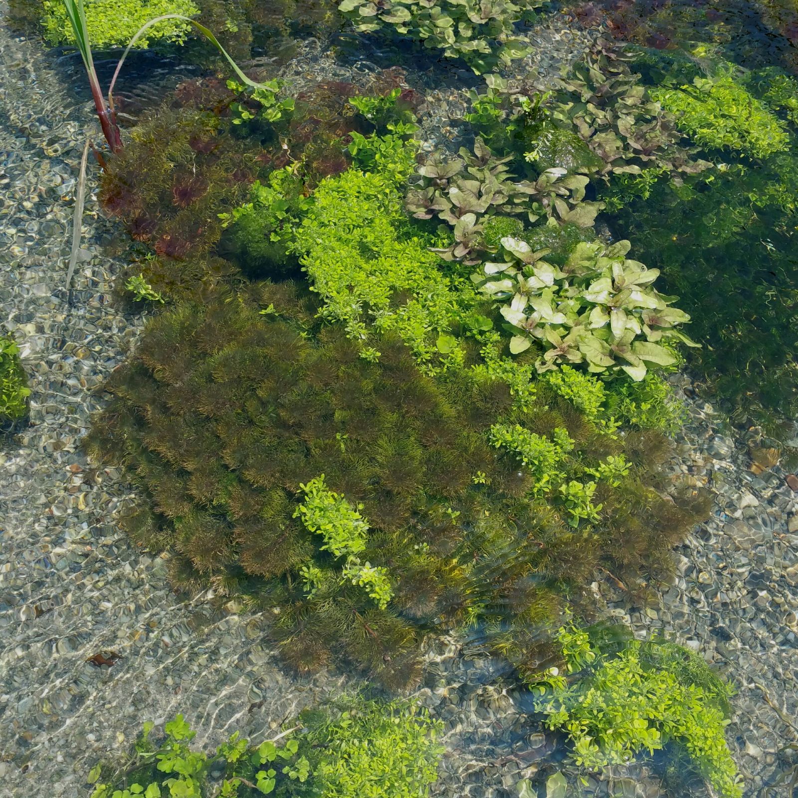 60本以上 阿蘇の湧水で育った水草 天然アナカリス - 通販 - www