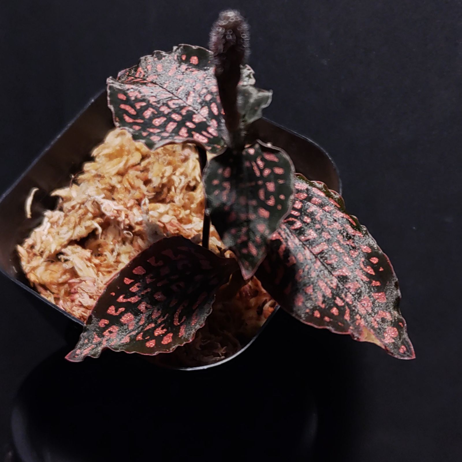 【超安い】 極上 花芽付き ミクロキルス トリダックス （赤スポット その他観葉植物