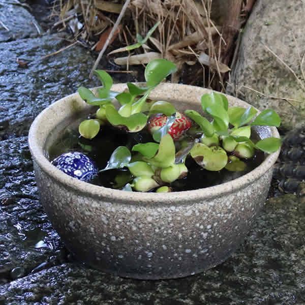 水鉢 メダカ鉢 睡蓮鉢 陶器 : 信楽焼 めだか鉢 陶器製 火鉢 金魚鉢 鉢