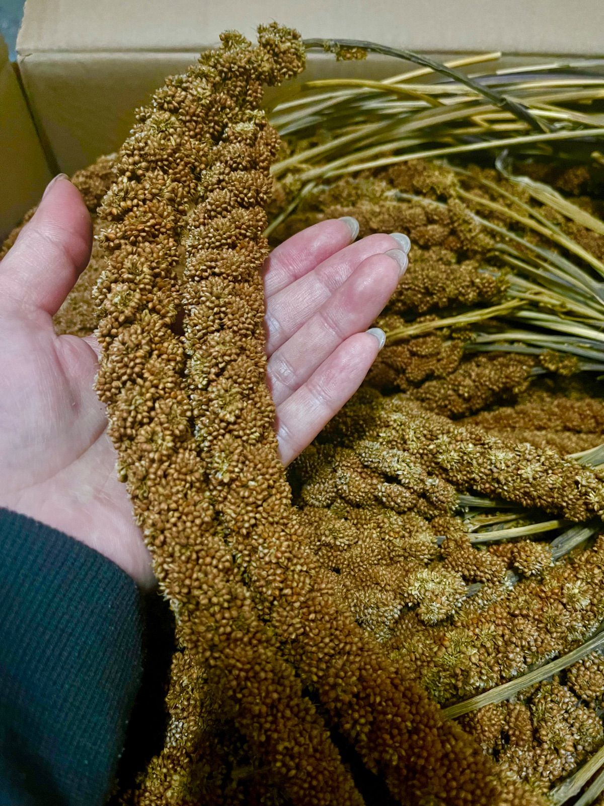 フランス産☆赤粟穂1kg 【2023年度産】無農薬有機栽培『極完熟