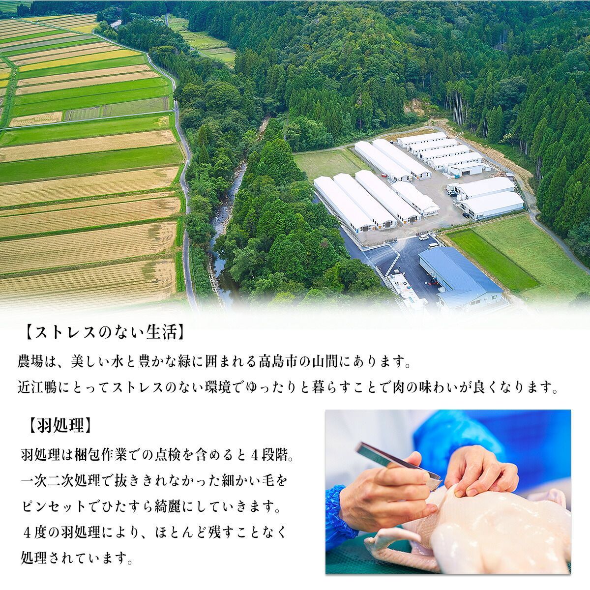 🗾国産合鴨ブランド！ 🦆近江鴨 食べ比べセット300g (ロース150g/もも150g)  ギフト 冬ギフト【鴨肉】【肉】【滋賀】【甲羅組】【祖の食庵】【肉の武蔵】