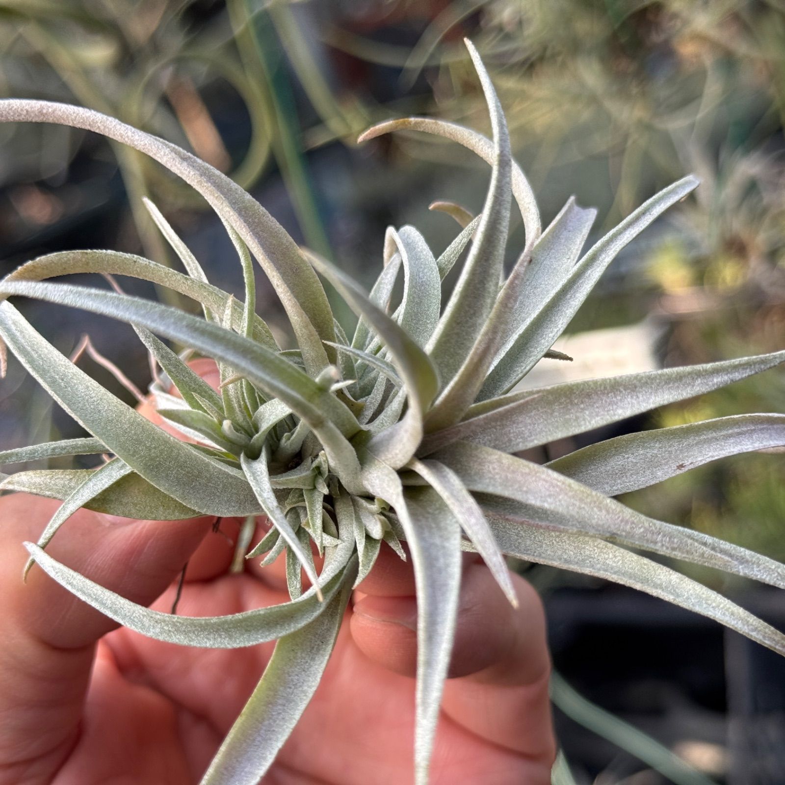 【現品・即購入OK】チランジア・カピタータ　クランプ　群生　特大　全幅約45cm クランプ＊チランジア カピタータ モーブ(モーヴ) Tillandsia