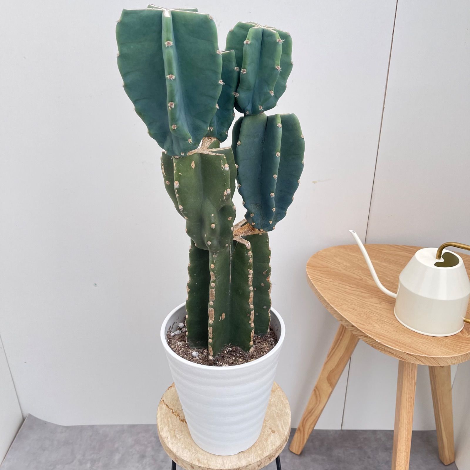観葉植物 柱サボテン ブランチ 22【現品】観葉植物 ドライガーデン 6号