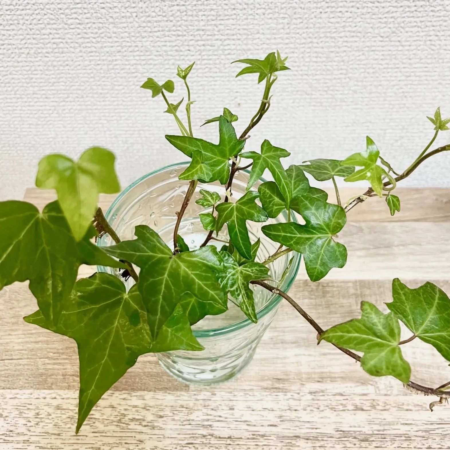 へデラ 根付き植物