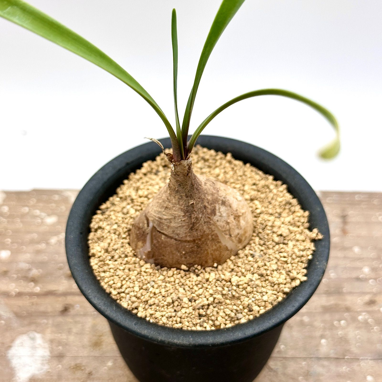 キルタンサス スピラリス 実生 多肉植物 ケープバルブ 球根植物 - メルカリ